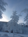 frosted tree